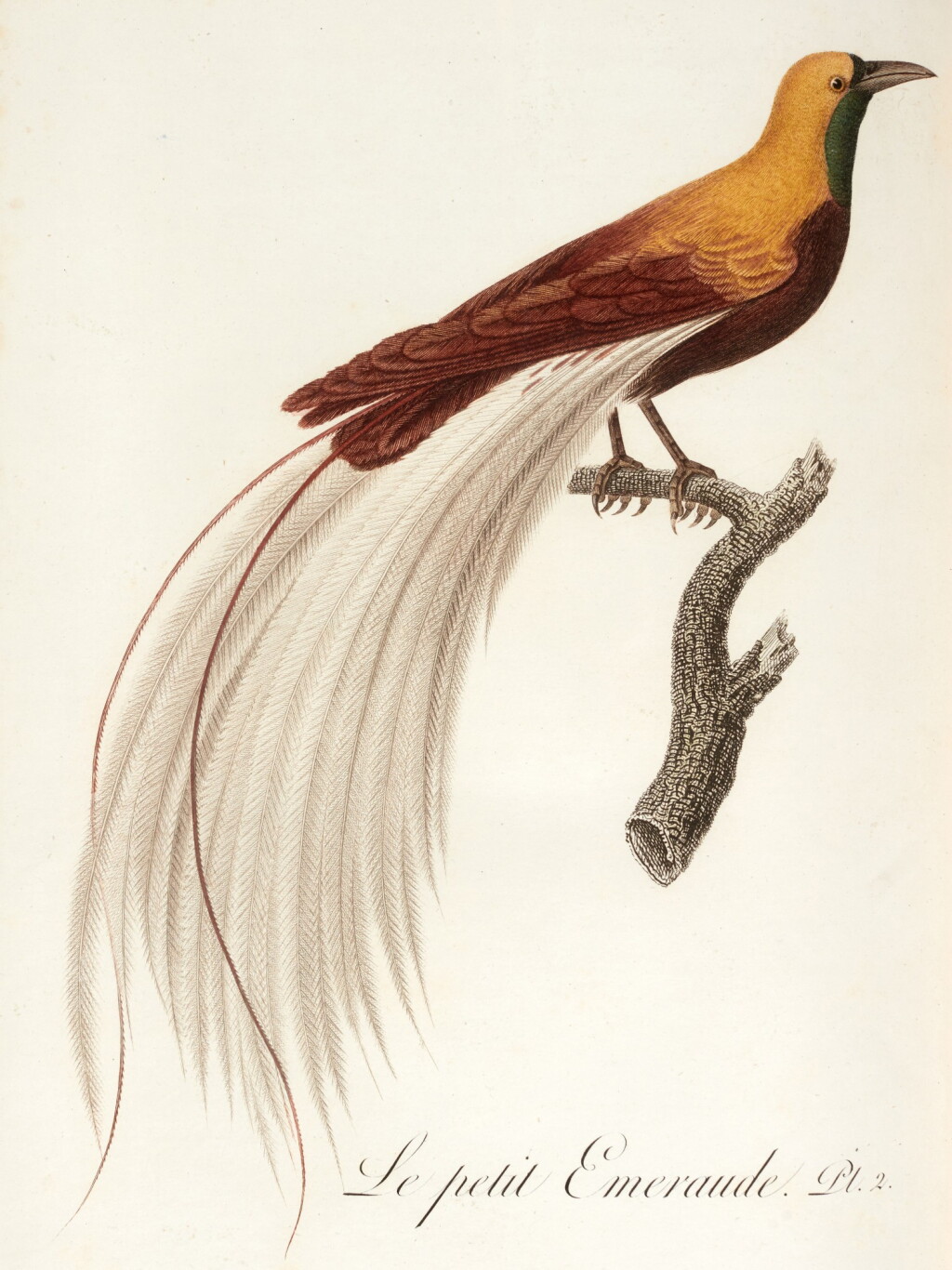 View full screen - View 1 of Lot 8. Audebert and Viellot | Oiseaux dorés ou a reflets métalliques, Paris, 1802, 2 volumes, contemporary russia.