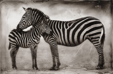 View full screen - View 1 of Lot 1048. Portrait of Zebra Mother and Baby, Ngorongoro.