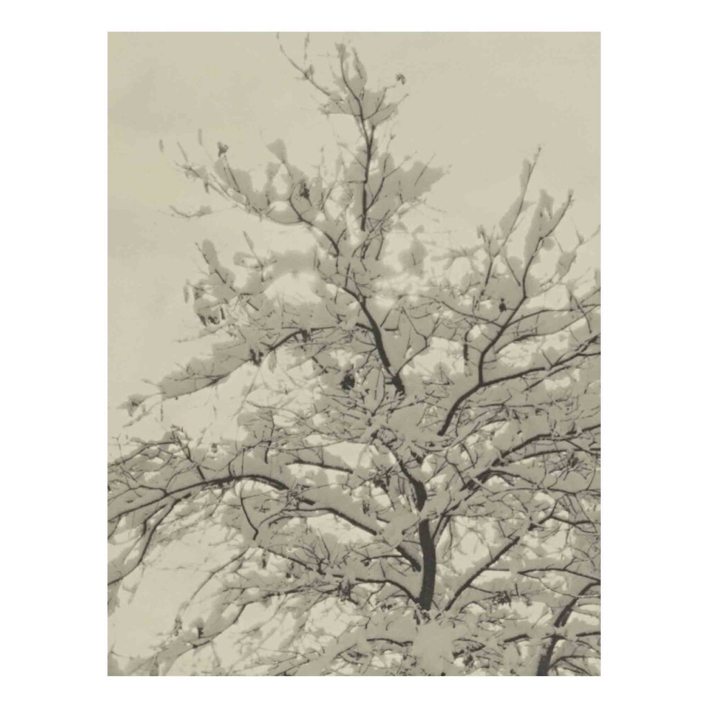 View full screen - View 1 of Lot 56. Snow-Covered Tree.
