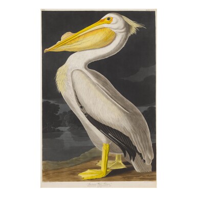 View full screen - View 1 of Lot 1770. JOHN JAMES AUDUBON (AFTER) | AMERICAN WHITE PELICAN (PLATE CCCXI).