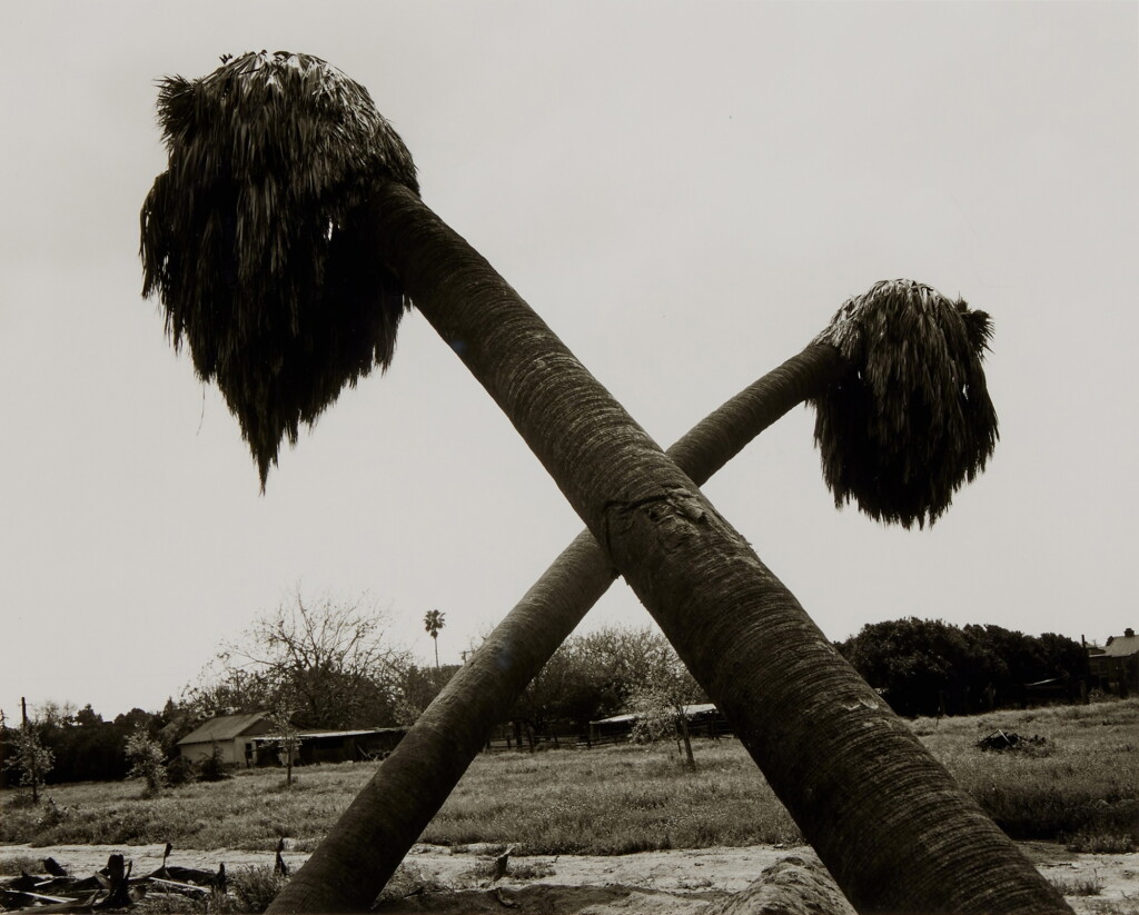 View full screen - View 1 of Lot 59. 'Dead Palms, Partially Uprooted, Ontario, Calif.'.