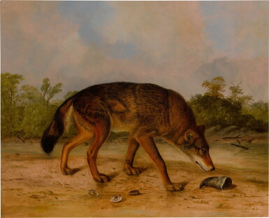 View full screen - View 1 of Lot 1537. Red Wolf or Texas Wolf.