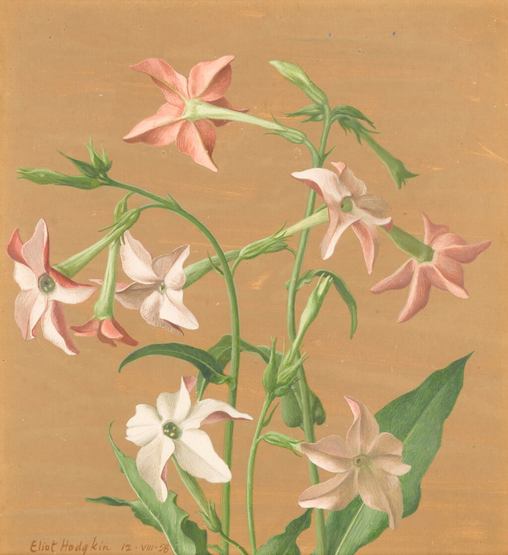 Voir en plein écran - Voir 1 du lot 218. Tobacco Plant.