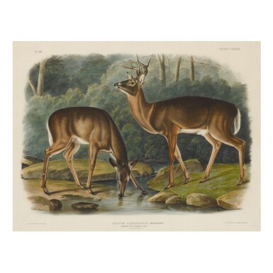 View full screen - View 1 of Lot 1796. JOHN JAMES AUDUBON (AFTER) | COMMON OR VIRGINIAN DEER (PLATE 136).