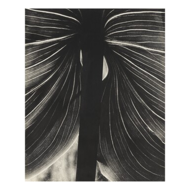 View full screen - View 1 of Lot 7. BRETT WESTON | UNTITLED (LILY LEAF, CARMEL).