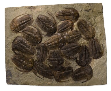 View full screen - View 1 of Lot 82. A LARGE TRILOBITE MASS MORTALITY PLAQUE WITH ADDITIONAL SOLITARY SPECIMEN.