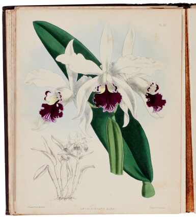 View full screen - View 1 of Lot 34. Warner, Williams, and Moore | The Orchid Album, London, 1882-1897, 11 vols, publisher's pictorial cloth gilt.