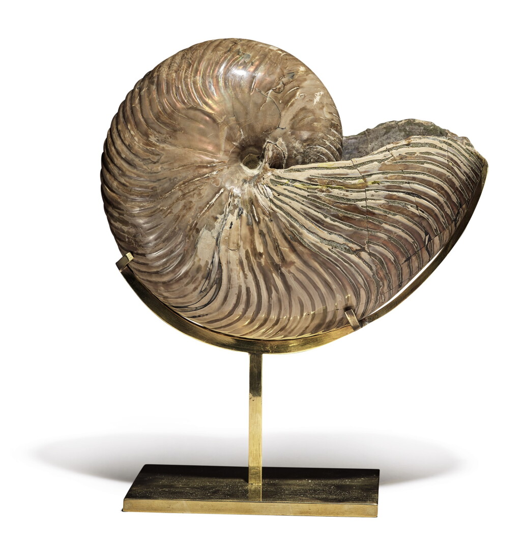 View full screen - View 1 of Lot 90. A FINE NAUTILUS CYMATOCERAS FOSSIL.