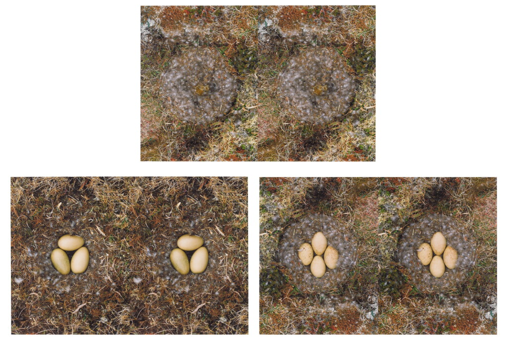 View full screen - View 1 of Lot 9. Untitled (To Nest #2), Untitled (To Nest #5) & Untitled (To Nest #6) .