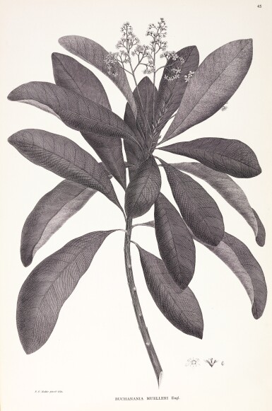 View full screen - View 1 of Lot 1. Banks and Solander | Illustrations of the botany of Captain Cook's voyage. 1900-1905, 3 volumes.