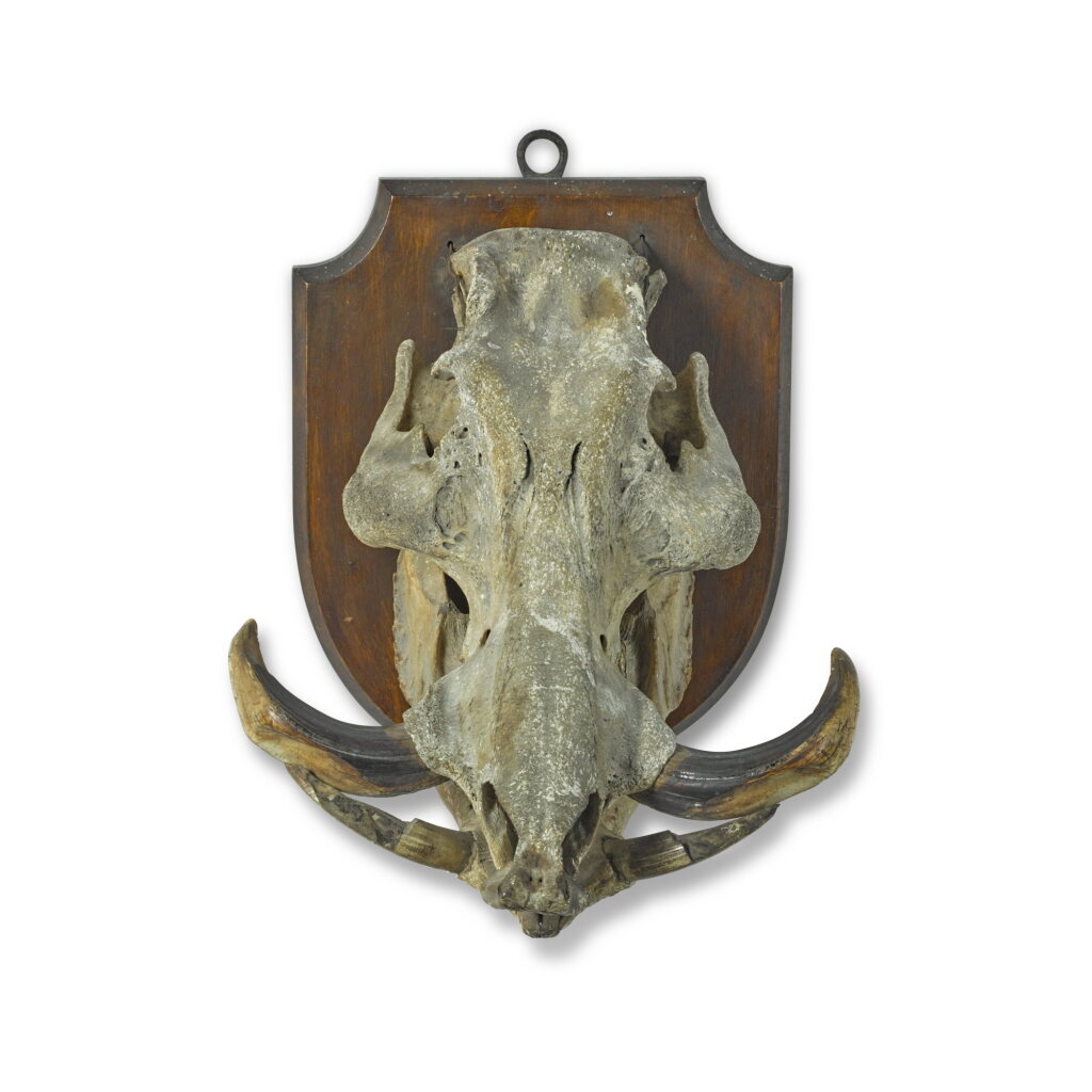 View full screen - View 1 of Lot 124. A Warthog (Phacochoerus africanus) skull, 19th century or earlier.