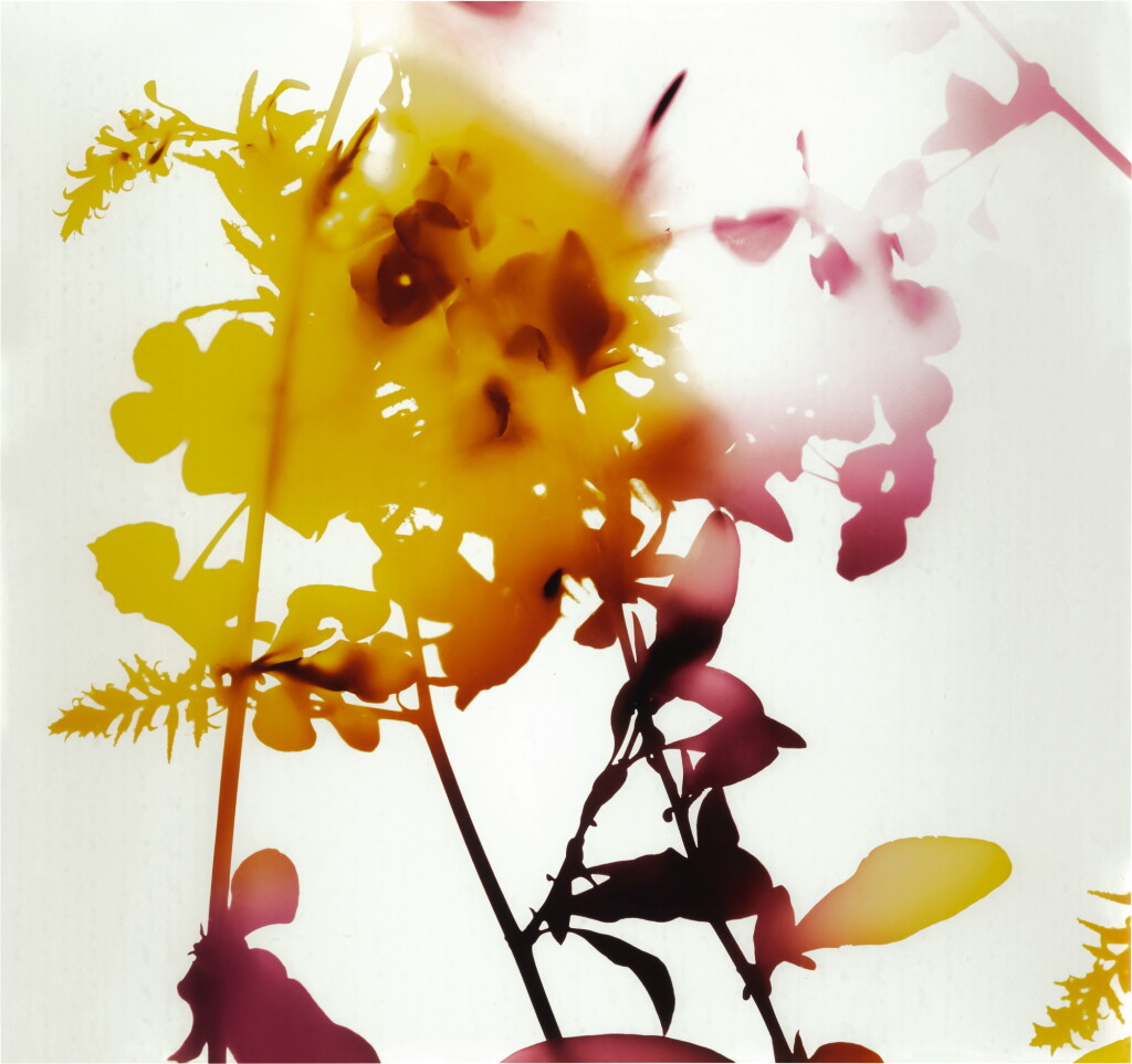 View full screen - View 1 of Lot 50. JAMES WELLING | 'UNTITLED' (FLOWERS).