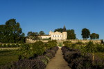 Château Lafite 1986 (1 MAG)