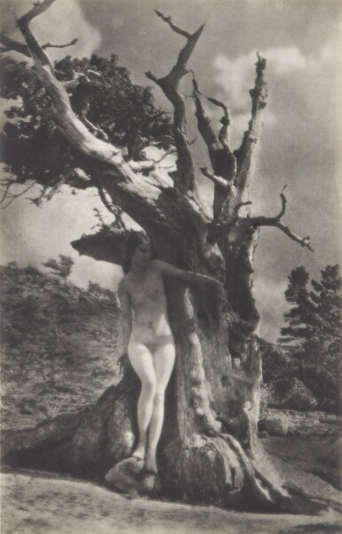 View full screen - View 1 of Lot 67. The Heart of the Tree.