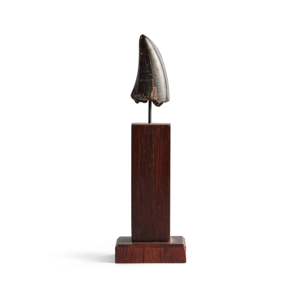 View full screen - View 1 of Lot 2. The Tooth of a Tyrannosaurus rex.
