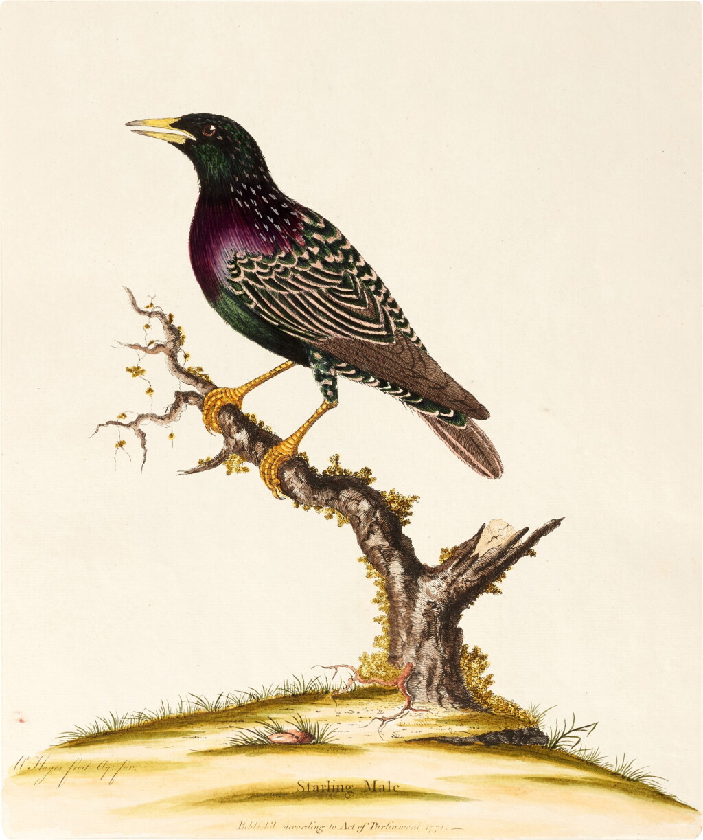View full screen - View 1 of Lot 104. William Hayes | Birds, 1773.