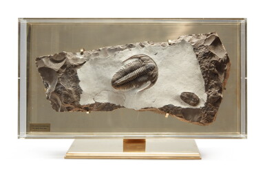 View full screen - View 1 of Lot 22. A PAIR OF TRILOBITES.