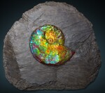 Iridescent Ammonite on Matrix