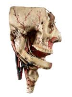 A detachable anatomic head by Louis Thomas Jerome Auzoux (1797-1880) France, 19th century 十九世紀 法國 LOUIS THOMAS JEROME AUZOUX(1797-1880年)製可拆卸顱骨模型