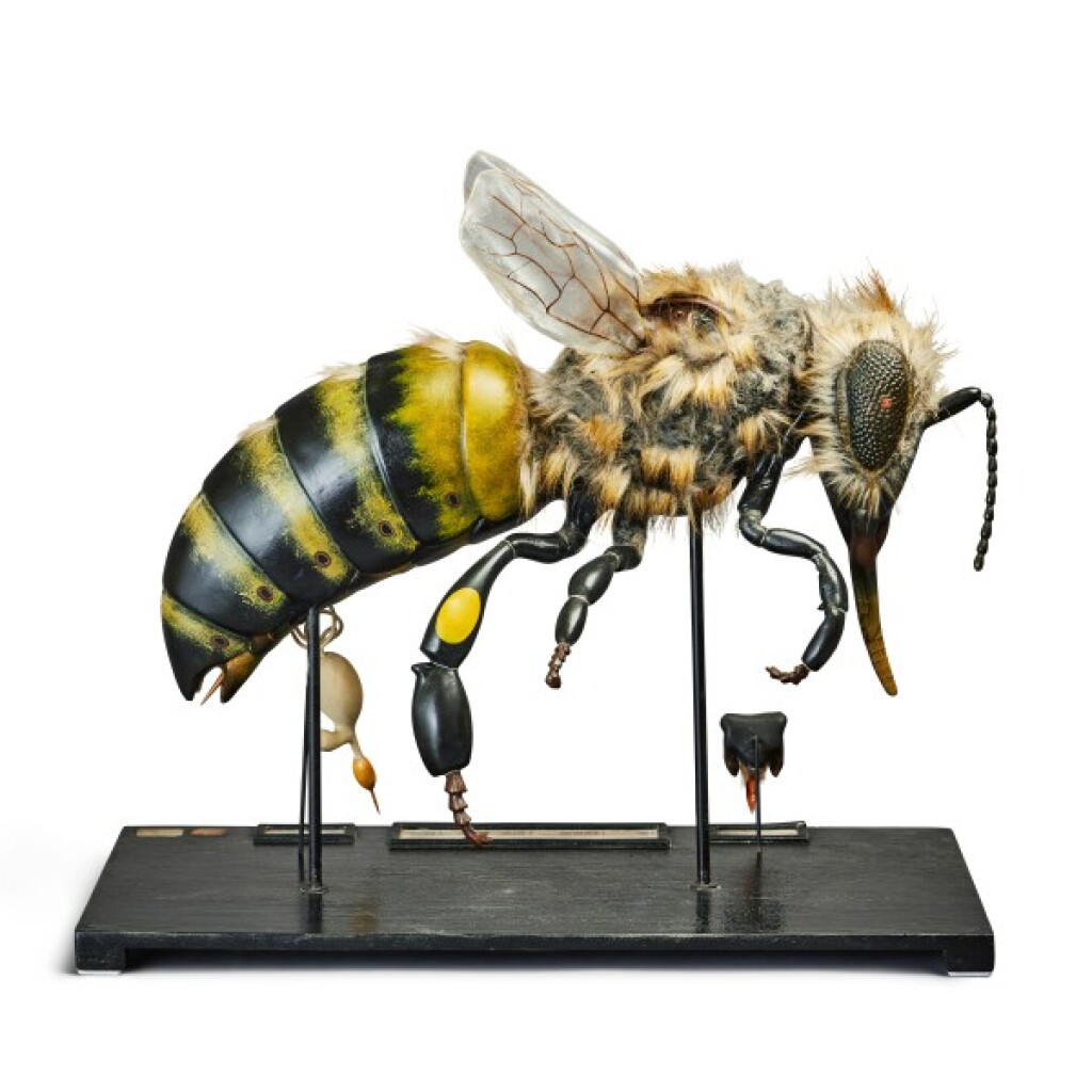 View full screen - View 1 of Lot 56. Designed by Francesco Vallardi and made by Antonio Vallardi Editore, Italy, 20th century | Anatomical Cross-Sectional Model of a Honey Bee (enlarged 50 times).