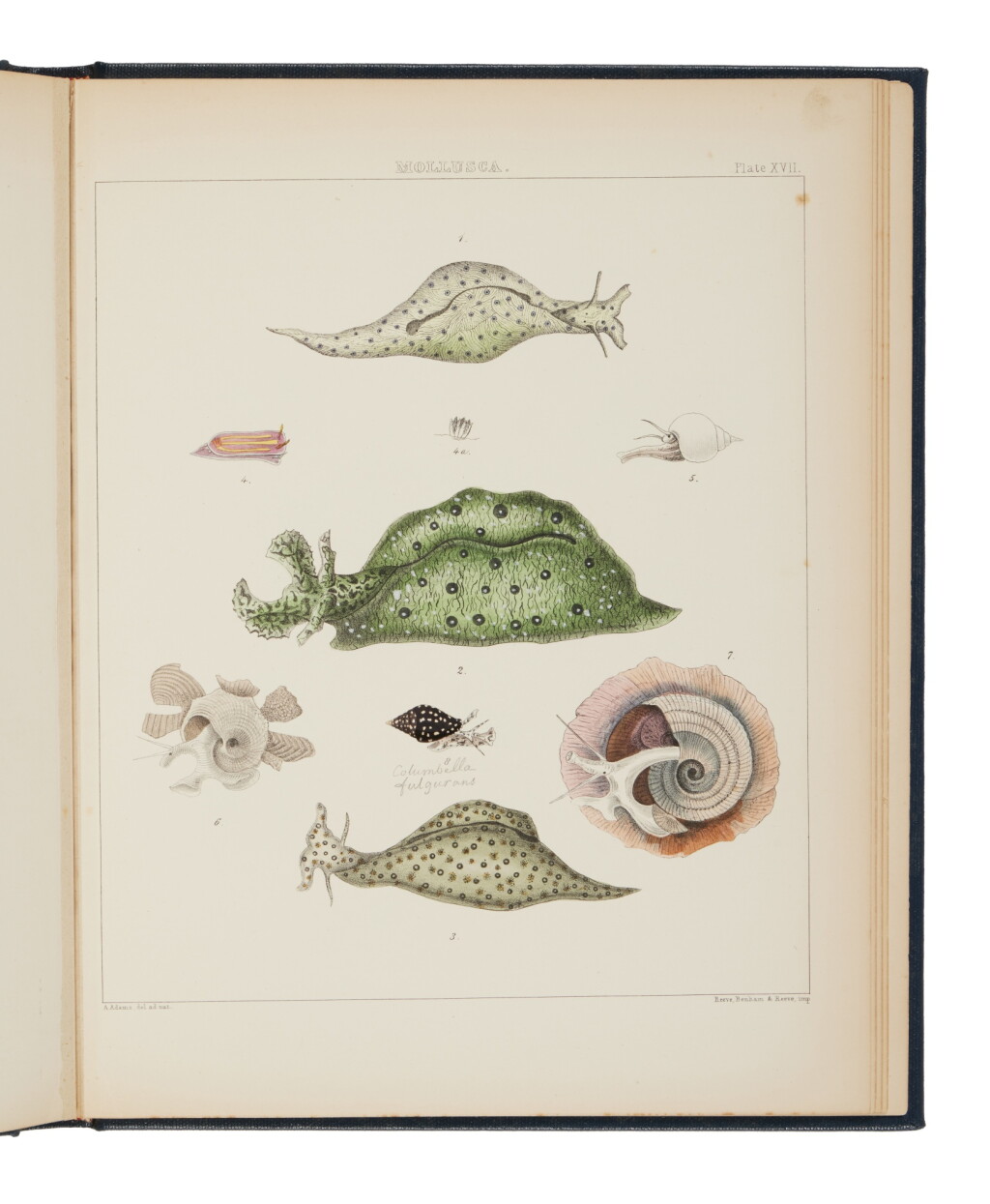 View full screen - View 1 of Lot 1014. Adams, Arthur | A charming collection of plates drawn from a landmark voyage .