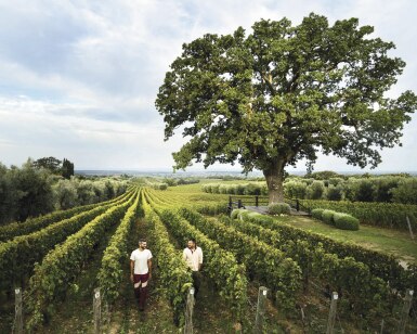 View full screen - View 1 of Lot 390. Ornellaia 2006 (6 BT).