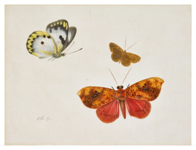 View full screen - View 1 of Lot 145. Study of three Butterflies.