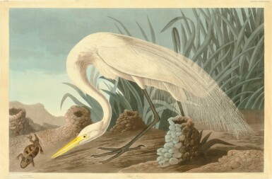 View full screen - View 1 of Lot 213. White Heron (Plate CCCLXXXVI).