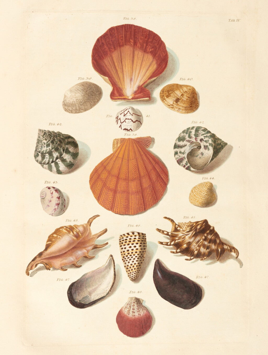View full screen - View 1 of Lot 179. Franz Michael Regenfuss | Auserlesne Schnecken, Muscheln und andere Schaalthiere, 1758.