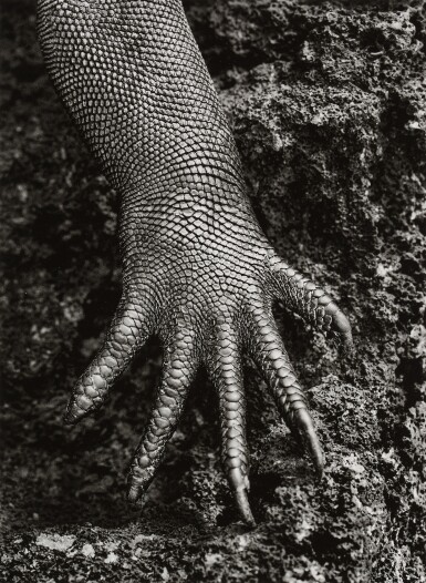 View full screen - View 1 of Lot 198. Marine Iguana (Amblyrhynchus cristatus), Galápagos, Ecuador.
