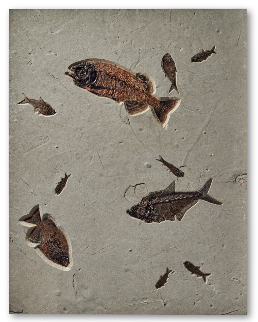 View full screen - View 1 of Lot 28. Fossil Fish Mural.