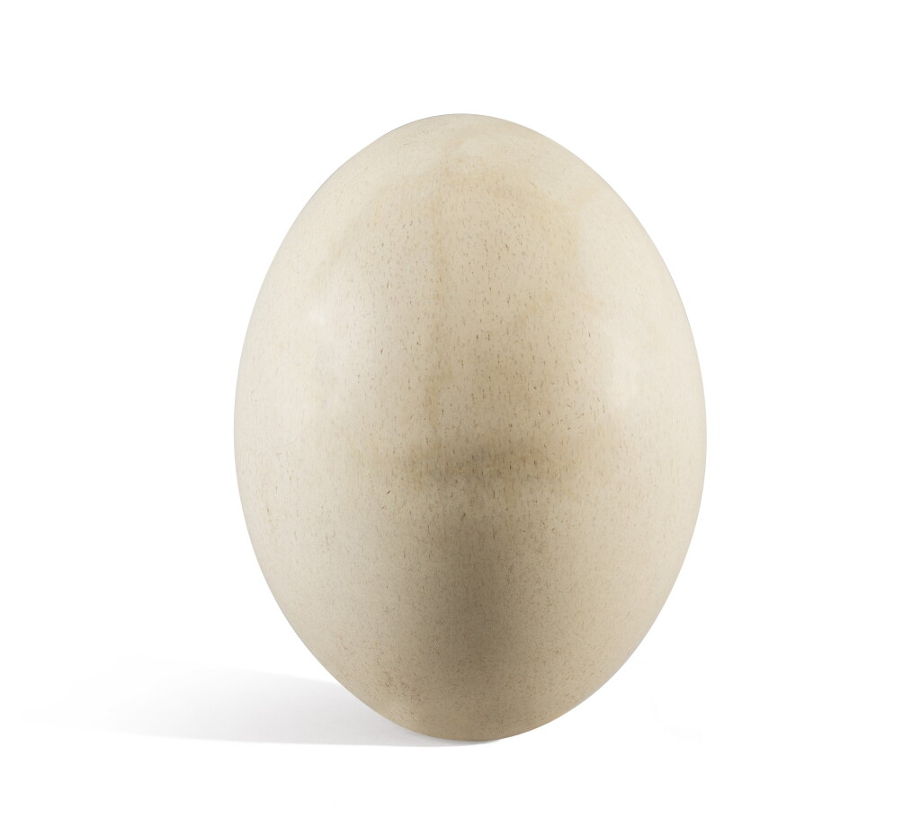 View full screen - View 1 of Lot 2. AN INTACT EGG OF THE AEPYORNIS MAXIMUS, OR ELEPHANT BIRD.