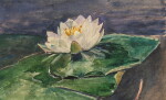 Water Lily