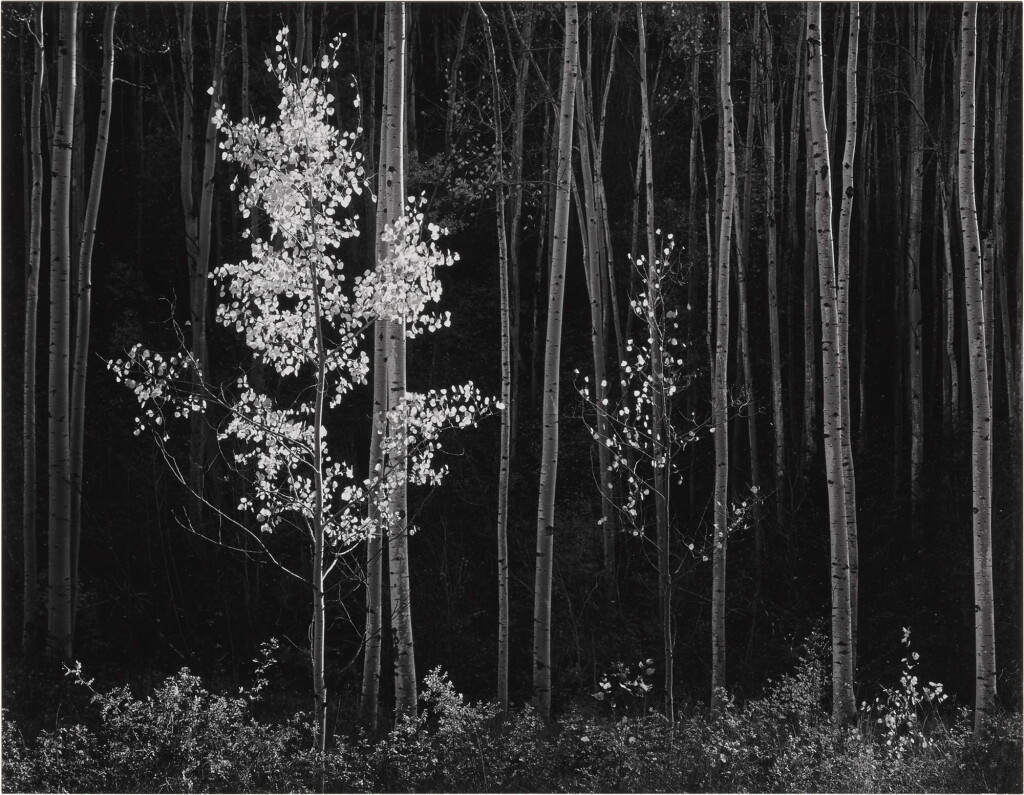 View full screen - View 1 of Lot 62. ANSEL ADAMS | ASPEN, NORTHERN NEW MEXICO.