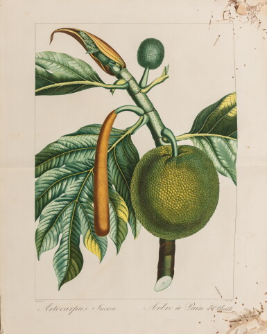 View full screen - View 1 of Lot 49. Flore des Antilles. Paris, 1818. Édition originale du tome II (seul). 50 planches dont plusieurs en double état..