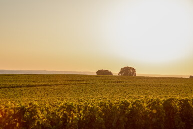 View full screen - View 1 of Lot 299. Château Troplong Mondot 2010 (12 BT).
