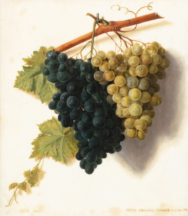 View full screen - View 1 of Lot 38. Trompe l’œil still life with a bunch of white and black grapes.