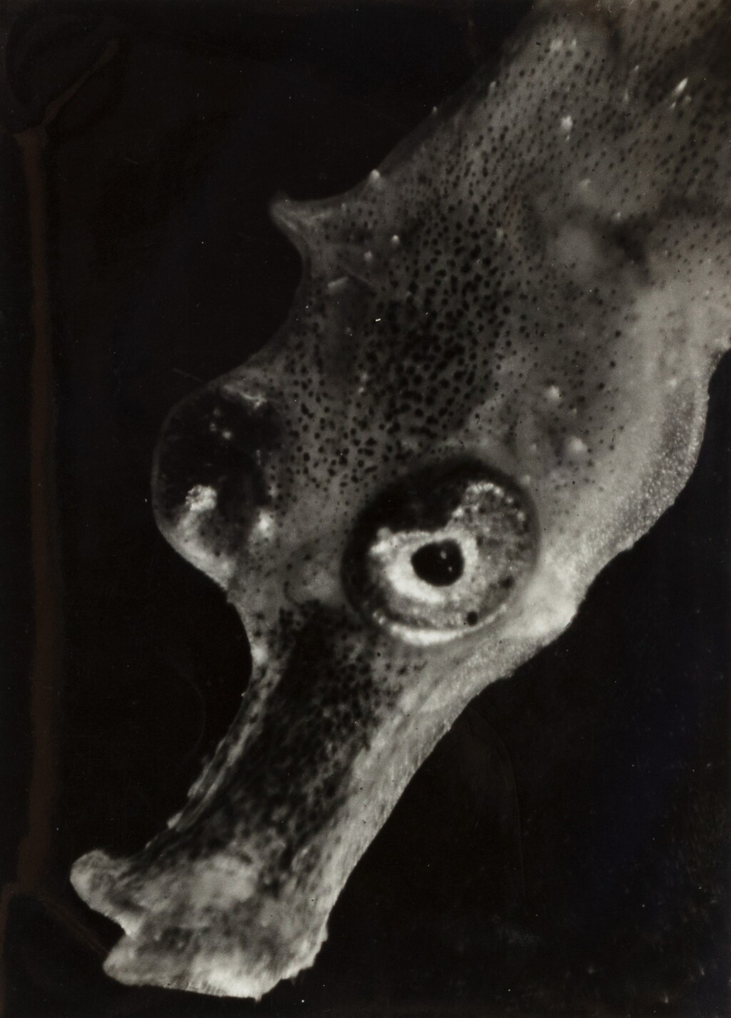 View full screen - View 1 of Lot 211. Tête d'un jeune hippocampe à la naissance, 1931.