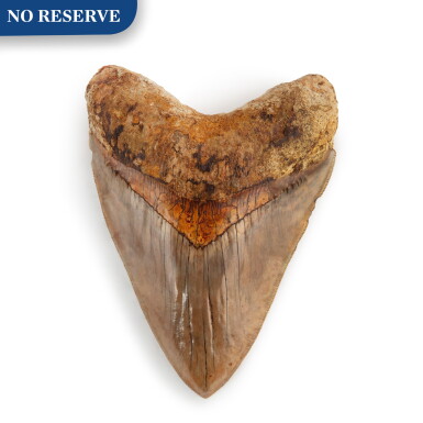 View full screen - View 1 of Lot 13. The Tooth Of A Megalodon.
