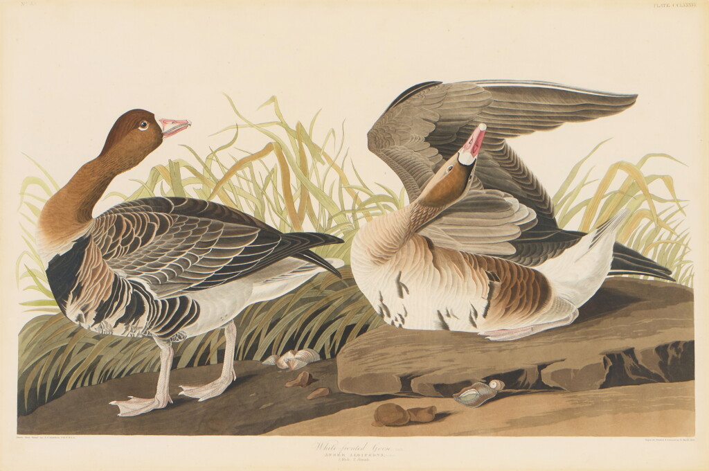 View full screen - View 1 of Lot 184. White-Fronted Goose (Plate CCLXXXVI).