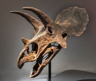 View full screen - View 1 of Lot 209. Triceratops Skull.