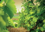 Nuits St. Georges, La Richemone 1990 Pernin-Rossin (12 BT)
