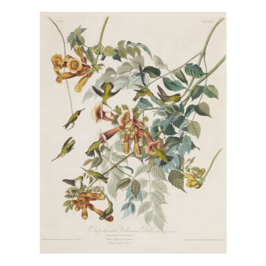 View full screen - View 1 of Lot 1781. JOHN JAMES AUDUBON (AFTER) | RUBY-THROATED HUMMING BIRD (PLATE 47).