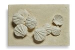 Saint-Jacques Shell Fossil Wall Display