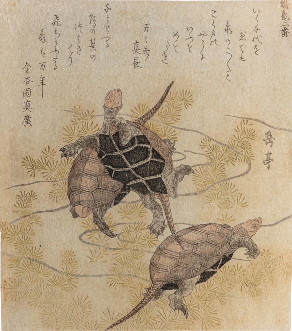 View full screen - View 1 of Lot 255. Yashima Gakutei (1786-1868) | Turtles and waterweeds | Edo period, 19th century.