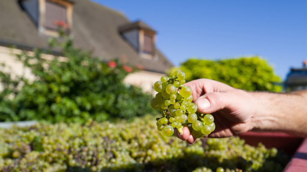 View full screen - View 1 of Lot 77. Volnay, Les Santenots 2012 Rémi Jobard (10 BT).