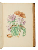 Merian, Maria Sibylla | The rare de-luxe issue of Der Rupsen Begin