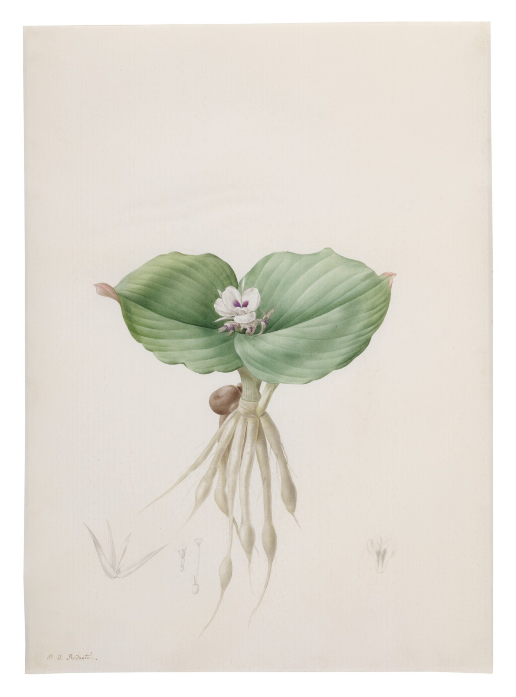 Voir en plein écran - Voir 1 du lot 141. PIERRE-JOSEPH REDOUTÉ | KOEMPFERIA GALANGA (KEMPFÉRIE GALANGA).
