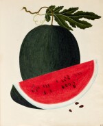 Chinese School | Album of watercolour drawings of plants, insects and fruit, nineteenth century