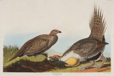 View full screen - View 1 of Lot 204. Cock of the Plains (Plate CCCLXXI).